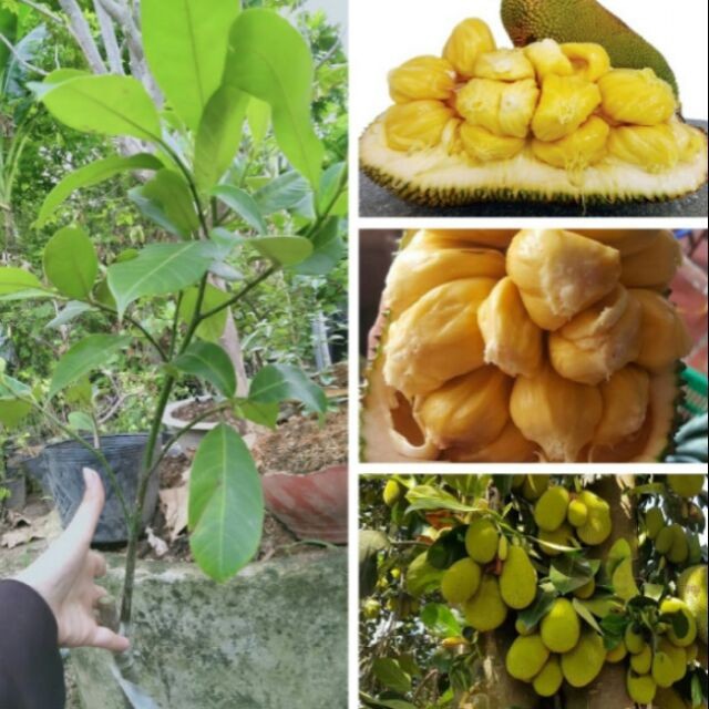 CÂY GIỐNG MÍT tố nữ (có bảo hành )