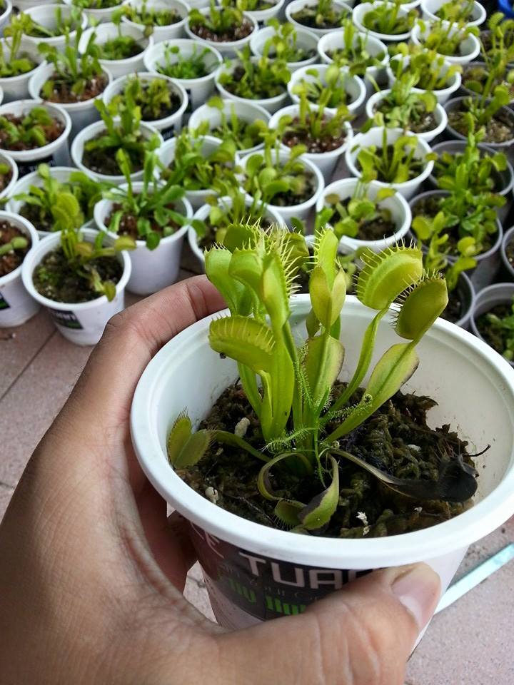 [Lấy mã giảm thêm 30%] Gói Hạt Giống Cây Bắt Mồi ( Cây Ăn Thịt )