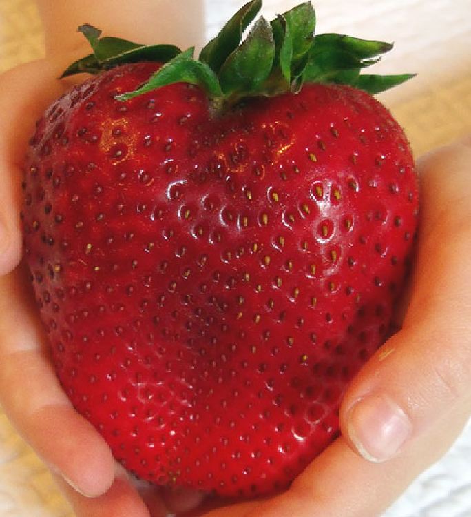 "Gói 50 "Hạt giống dâu tây đỏ khổng lồ [Seeds]