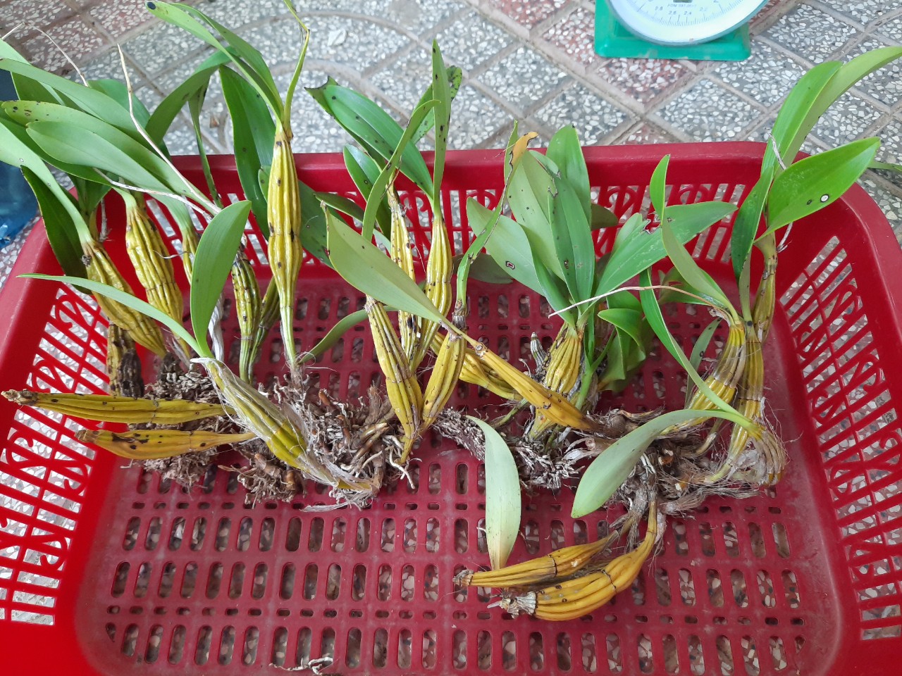 lan rừng 0,5kg hoàng lạp(hàng đa thân xuống lá)