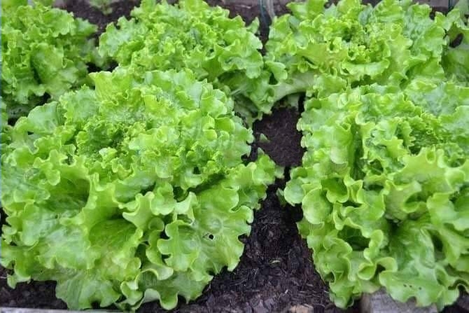 Hạt Giống Rau Xà Lách Chịu Nhiệt