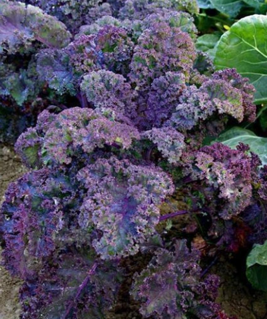 Hạt giống cải xoăn Kale