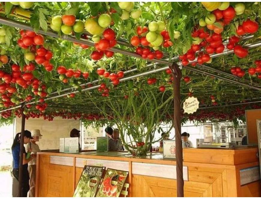 Hạt giống Cà Chua Leo Giàn(cà chua bạch tuộc) F1