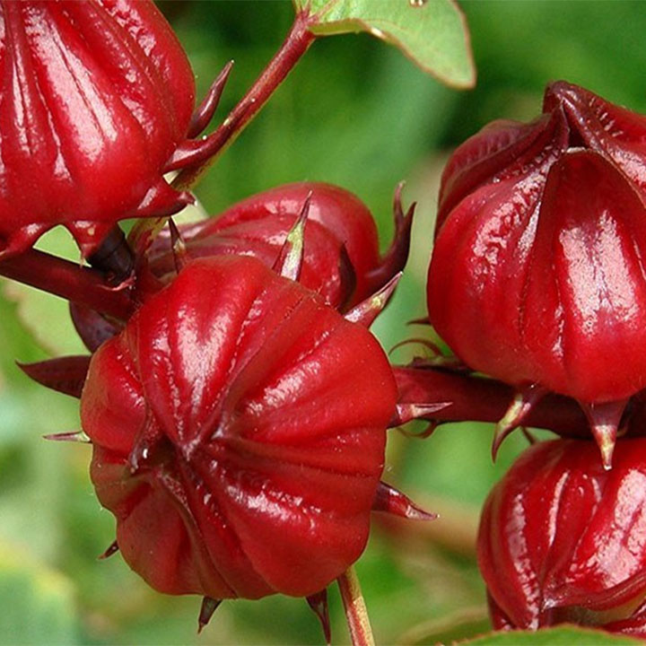 Cây bụp giấm (atiso đỏ) khô 1kg