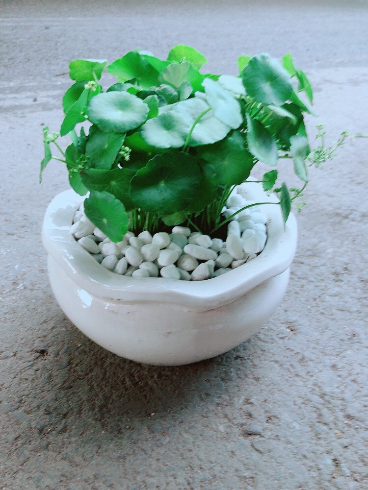 [HCM]Chậu Cỏ Đồng Tiền