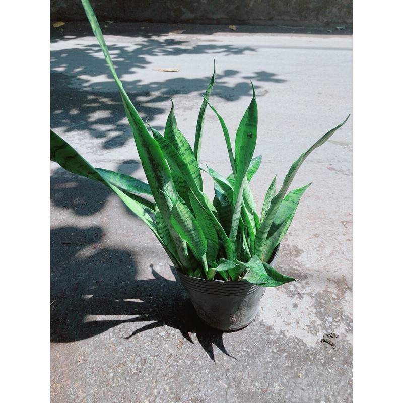 [HCM]Lưỡi Hổ Sansevieria Black Coral
