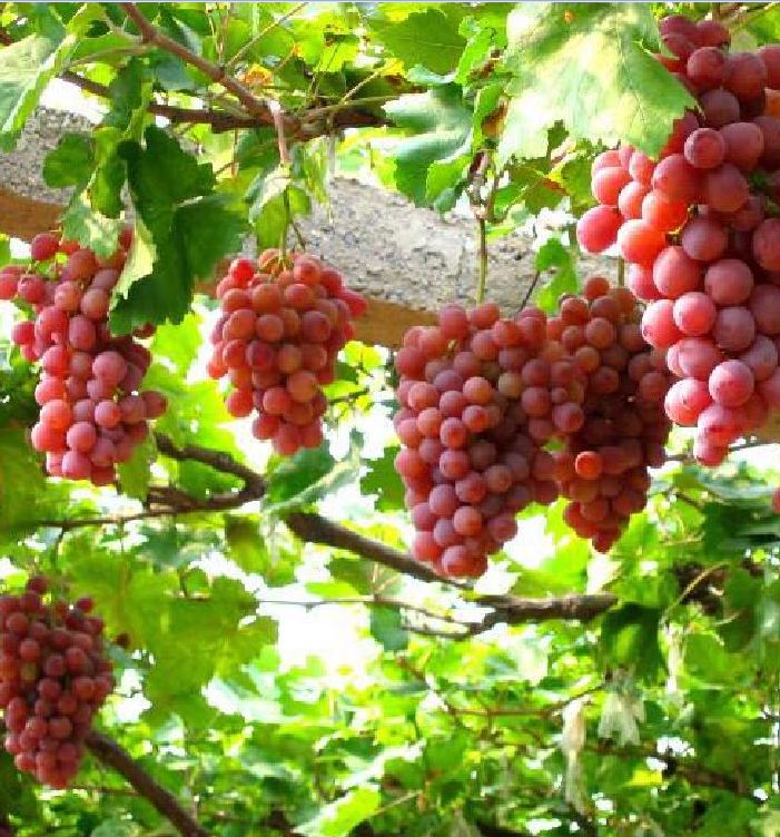 Hạt Giống Nho Pháp Leo Giàn - ( gói 10 hạt Kèm gói kích thích hạt  nảy mầm )
