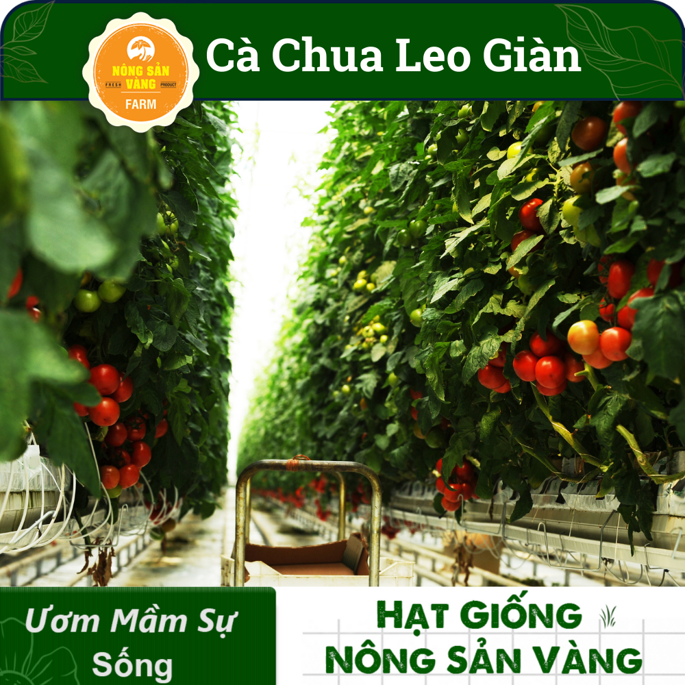 Hạt giống Cà Chua Leo Giàn, Năng Suất Cao( Gói 20 Hạt ) - Nông Sản Vàng