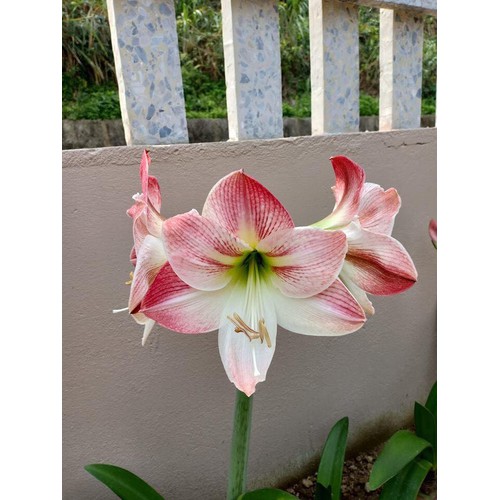 Củ giống hoa lan huệ hoa màu hồng đào - 1 củ