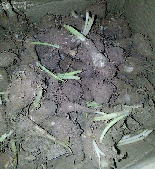 4 CỦ GIỐNG HOA HUỆ TRẮNG THƠM