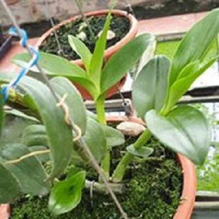 Hoa phong lan - mít văn sơn( trồng ấm chậu,cao 15cm)