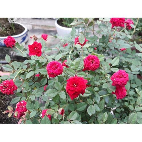 [HCM]Hạt giống hoa hồng tỷ muội
