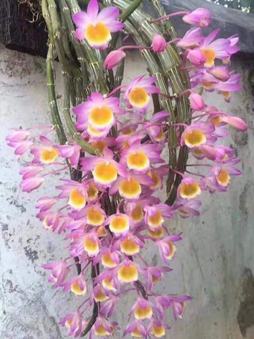 1 bó lan long tu đá hoa tím hàng rừng siêu to, hoa siêu đẹp