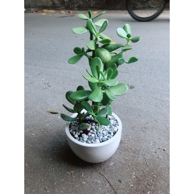 [HCM]Chậu Cây Ngọc Bích