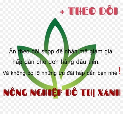 Hạt Giống Ngò Rí Rau Mùi (20gr)