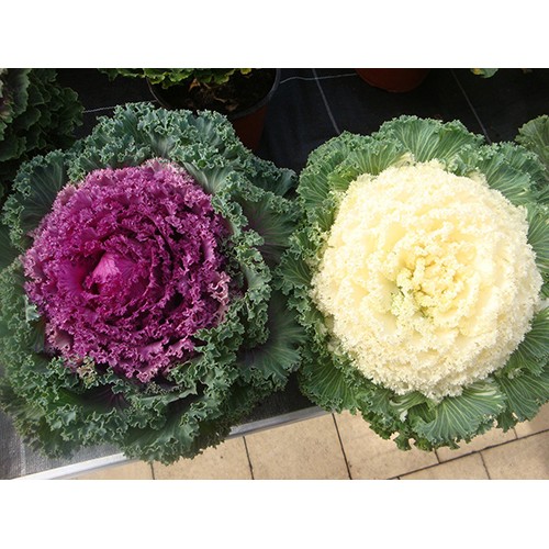 Hạt giống Hoa Bắp Cải nhiều màu ( 20 hạt)