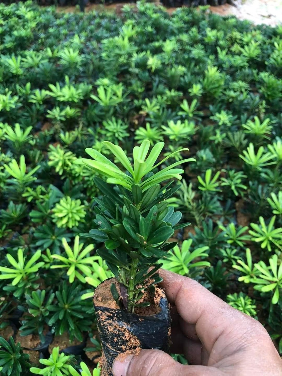 Cây tùng kim cương giống