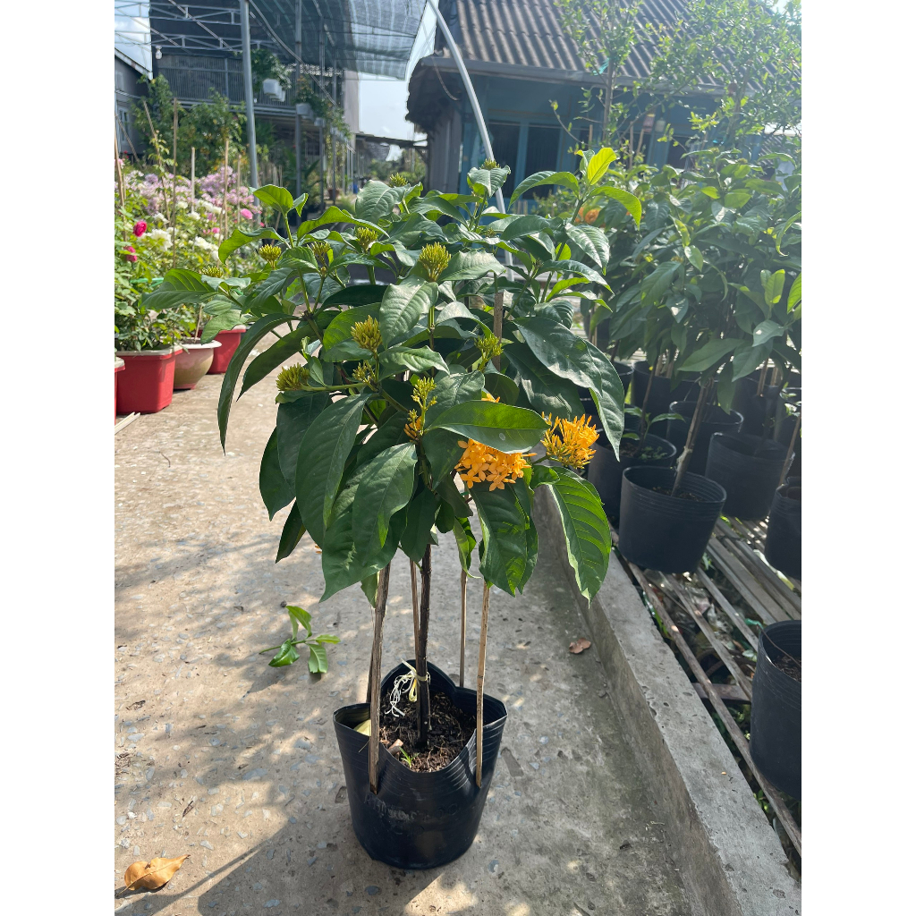 Chậu cây bông trang vàng Mỹ dáng tree