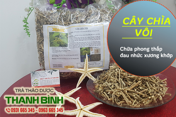 Cây Chìa Vôi 1KG - Thảo Dược Thanh Bình