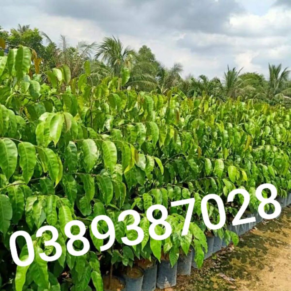 cây sao đen giống,3 cây