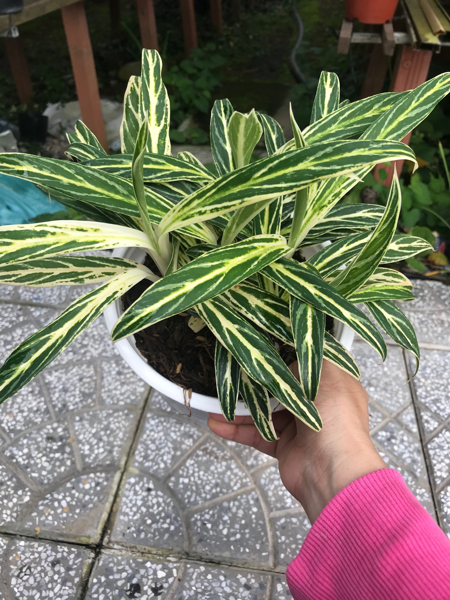 Cây thu tiền + tặng phân bón cho cây khỏe