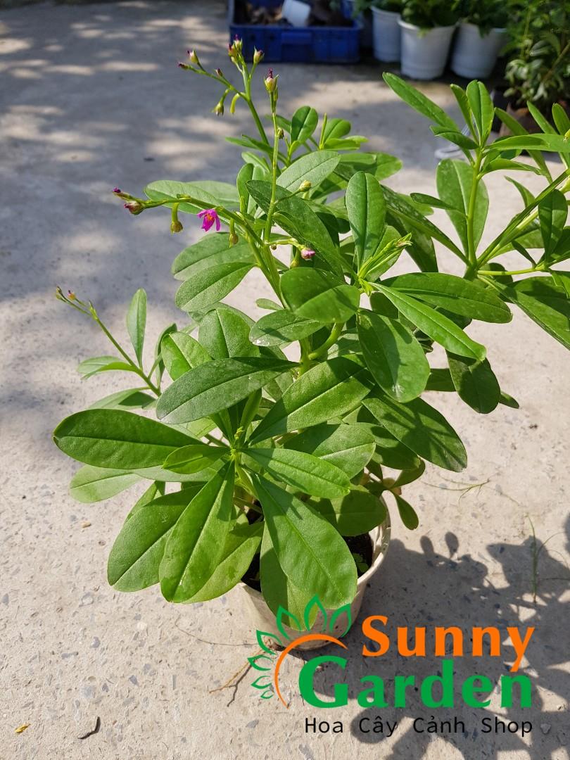 Cây Sâm Đất ( Thổ Sâm) - Chậu Rau Dược Liệu