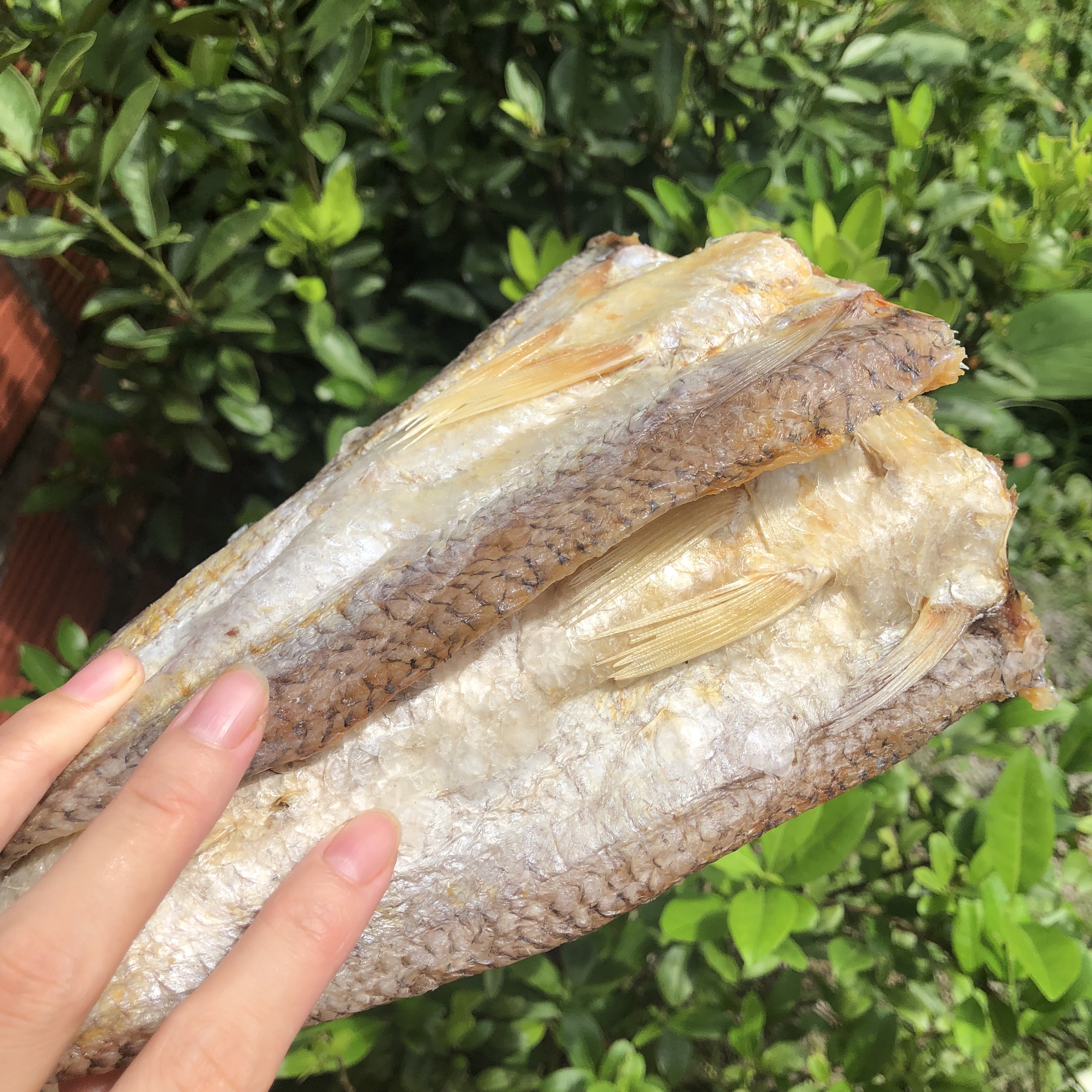 1KG Cá mối mặn Quảng Ninh/ Khô cá ngon