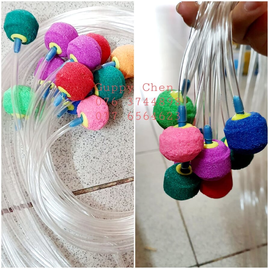 Combo 2 quả sủi + 2 mét dây oxi hồ cá