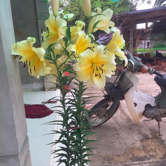 Củ ly cao thơm size 20/22 Hà Lan đủ màu