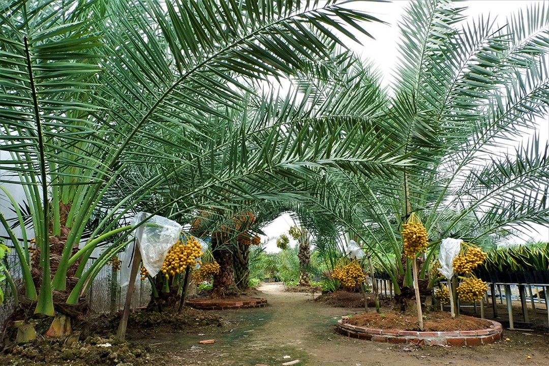 Gói 10 hạt giống cây chà là Thái Lan