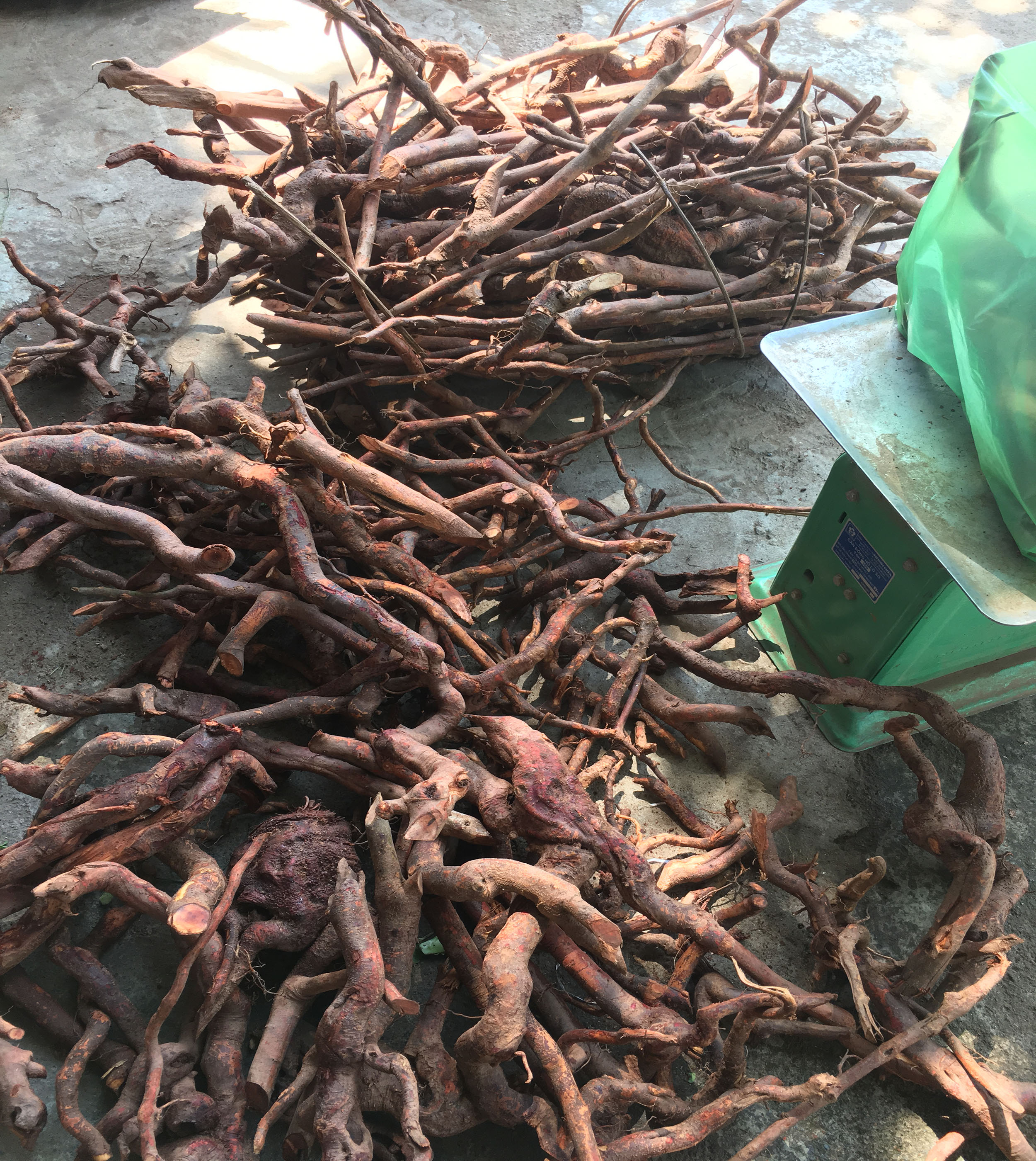 3 Kg Rễ  Mú Từn Tươi- Hàng Vip