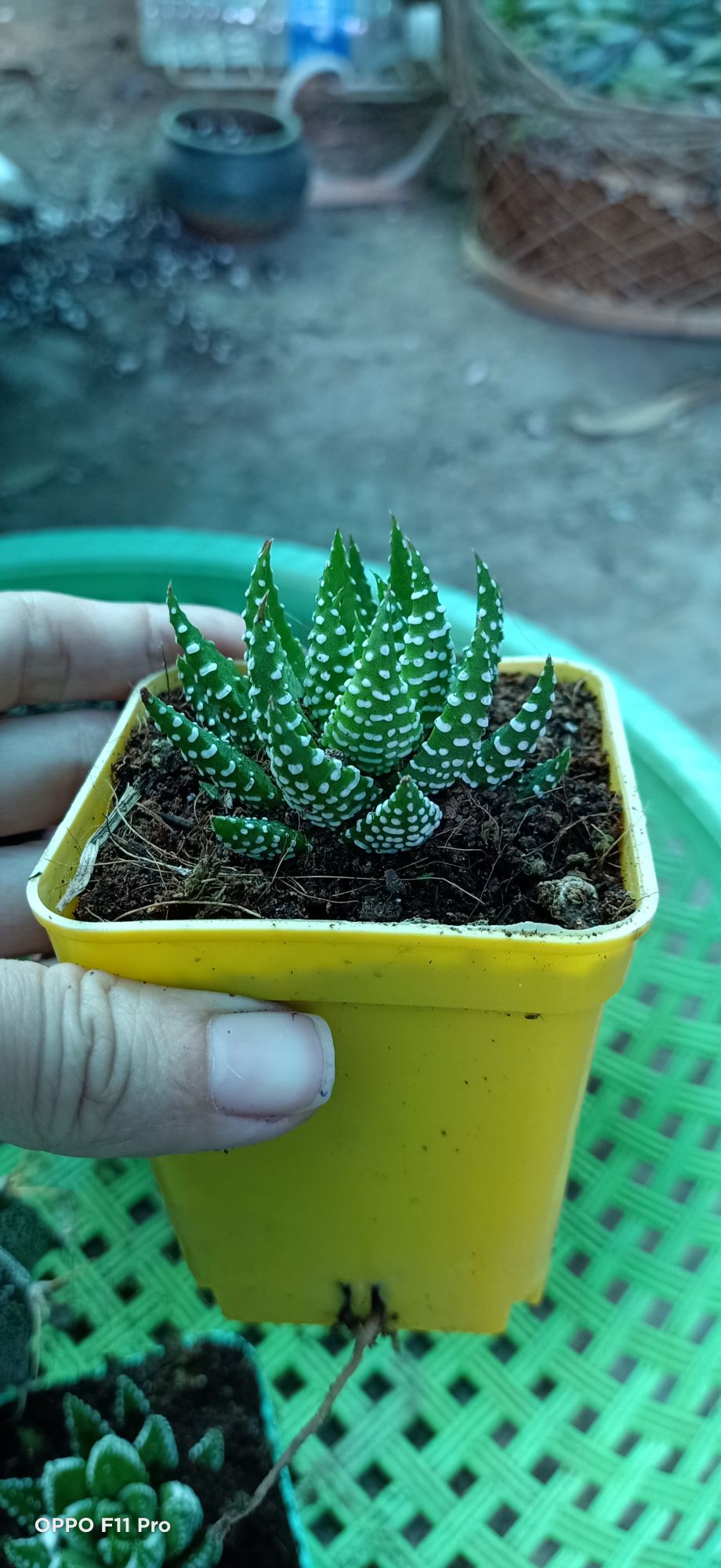 sen đá móng phụng chấm bi cúp chậu vuông.