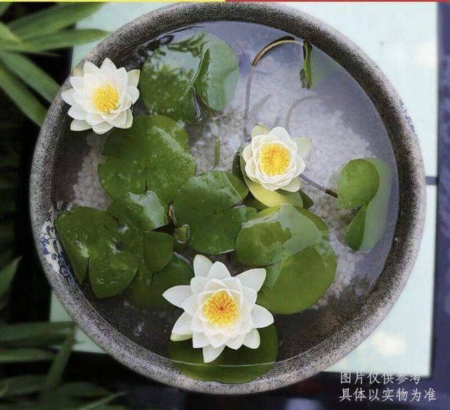 5 củ hoa súng các màu
