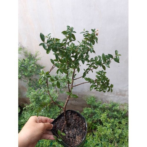CÂY HỒNG NGỌC MAI CÂY LỚN