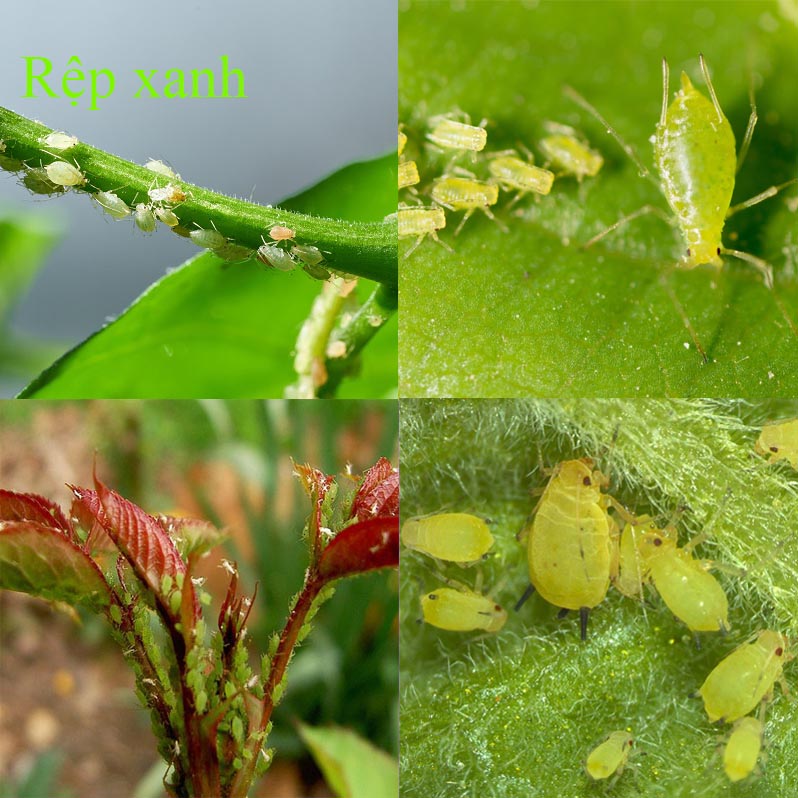 Thuốc sinh học trị rệp, diệt rệp sáp, trừ rệp vảy, rầy…