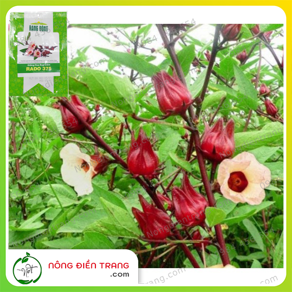 Hạt giống cây hoa bụp giấm rado 375 - gói 2g - dễ trồng, trồng được quanh năm