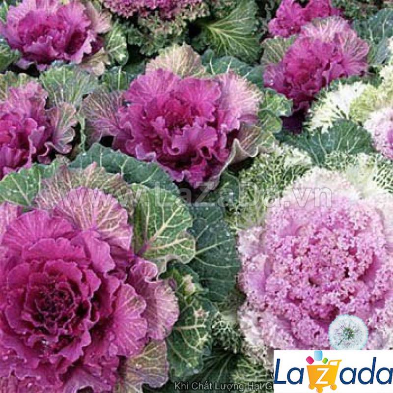 1000.HẠT Hạt Giống Cải Xoăn Kale Mix Màu (| -KD: A1*W55)