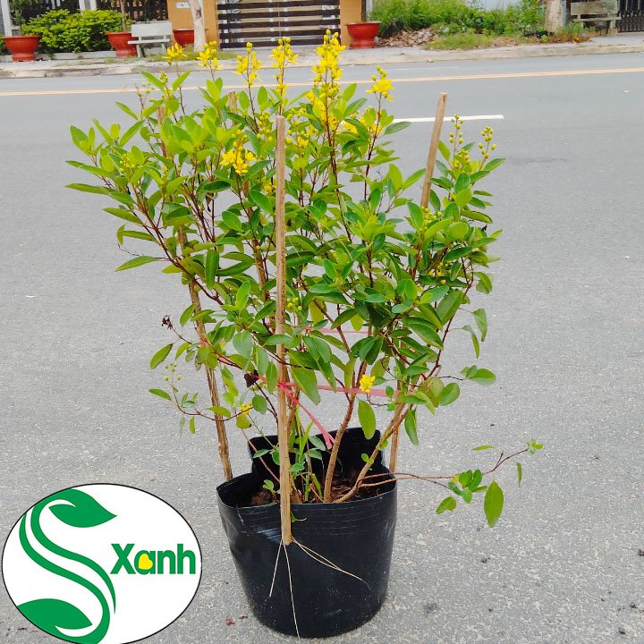 Cây Kim Đồng Hoa Vàng