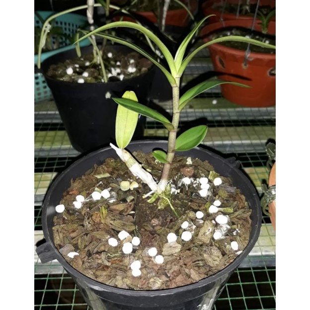Cây giống hoa lan Ám Mắt Đỏ Cánh Bầu Đại