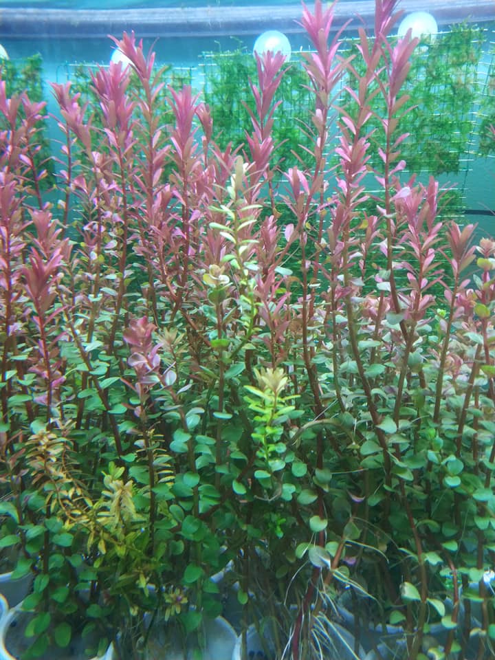 12 cây Cắt Cắm - Cây Vẩy Ốc Đỏ (Rotala Đỏ) - Cây Vẩy Ốc Xanh (Rotala Xanh) giao lá cạn/lá nước ngẫu nhiên