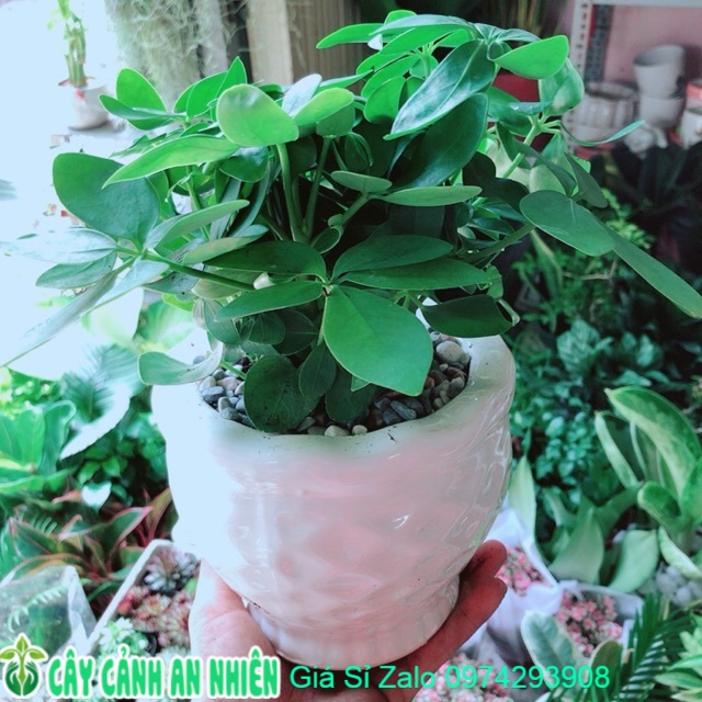 Chậu cây ngũ gia bì mini