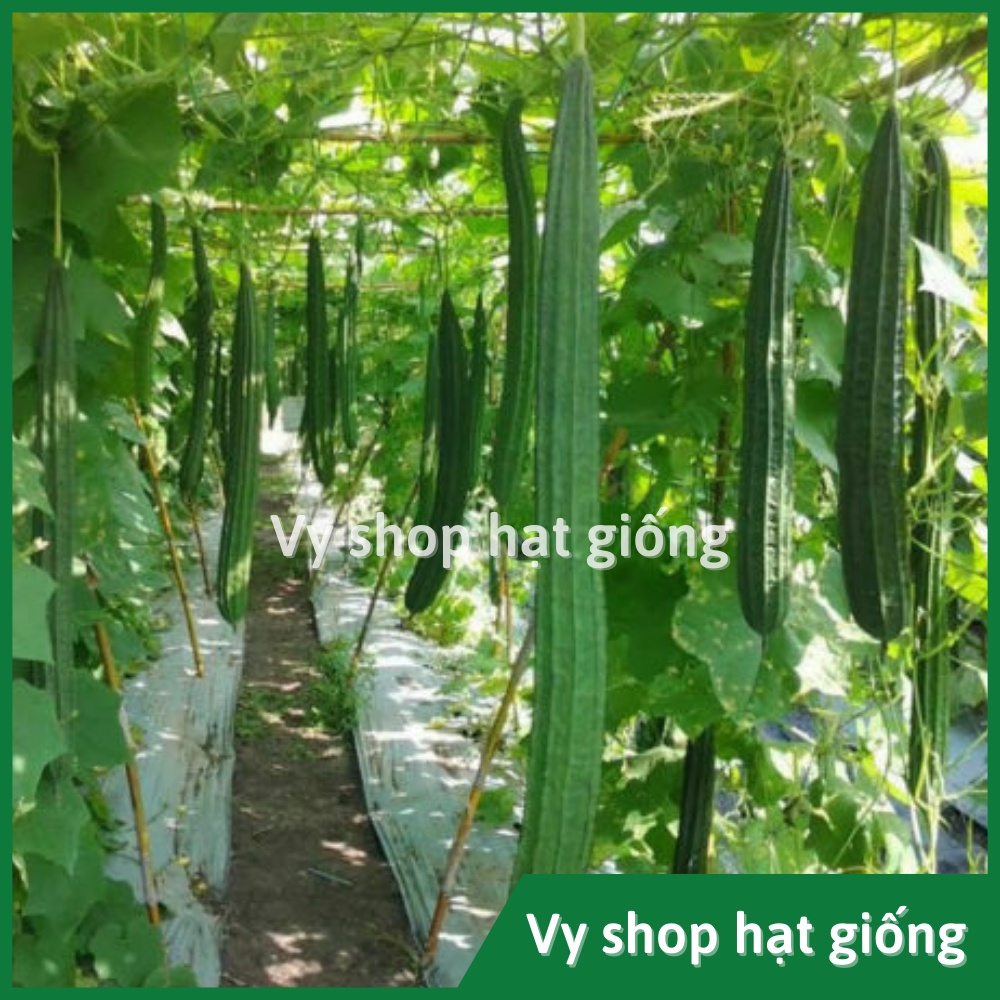 Hạt giống mướp khía Thái Lan gói 14 hạt