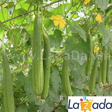 1Gr Hạt Giống Mướp Hương (A1.401| G5*W34*M158)