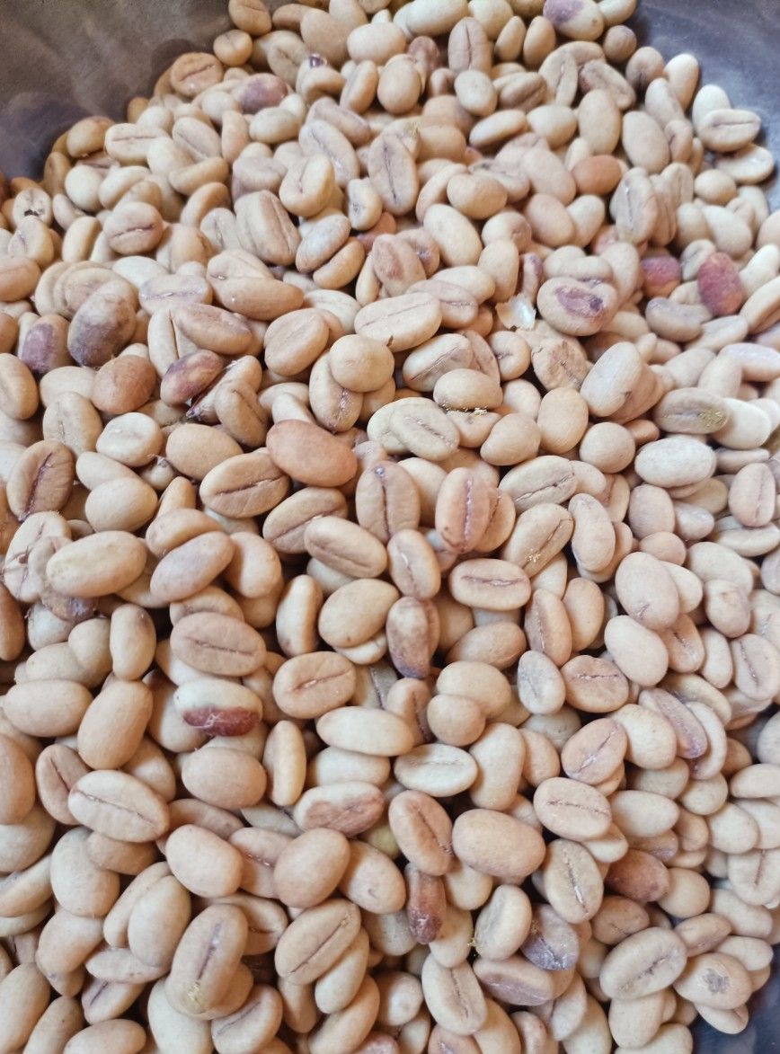 Hạt giống cà phê Thiện Trường cao sản