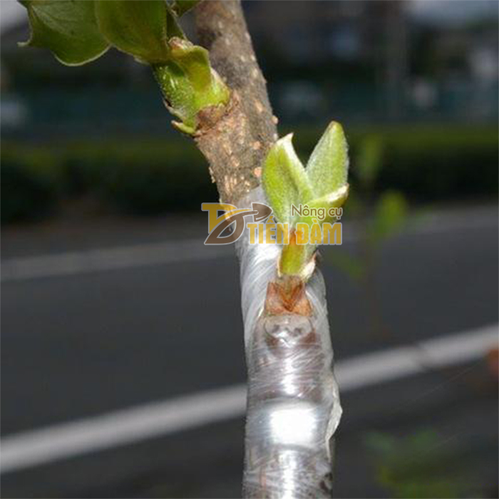 Cuộn băng ghép cây tự hủy bản 8 cm