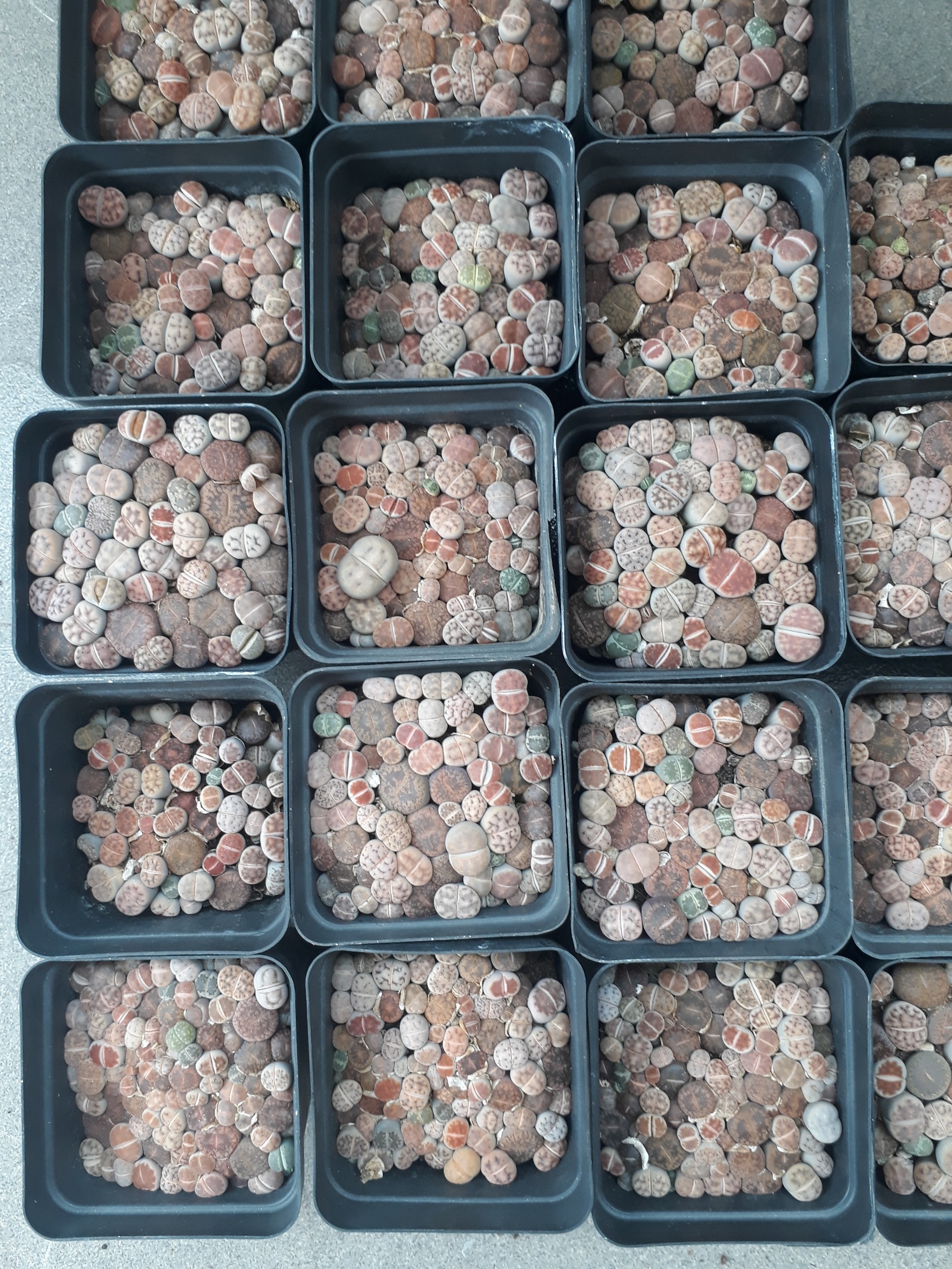 Sen Mông Baby Mix Nhiều Màu Chậu 7cm (Sen Mông/Lithops/Thạch Lan)