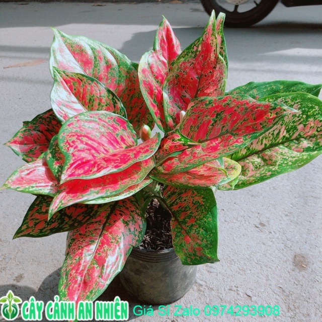 Cây vạn lộc