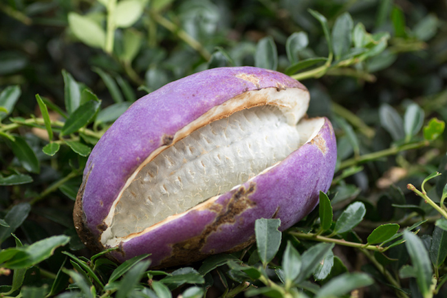 Hạt giống nho akebi nhật 12 hạt (Nội địa Trung)