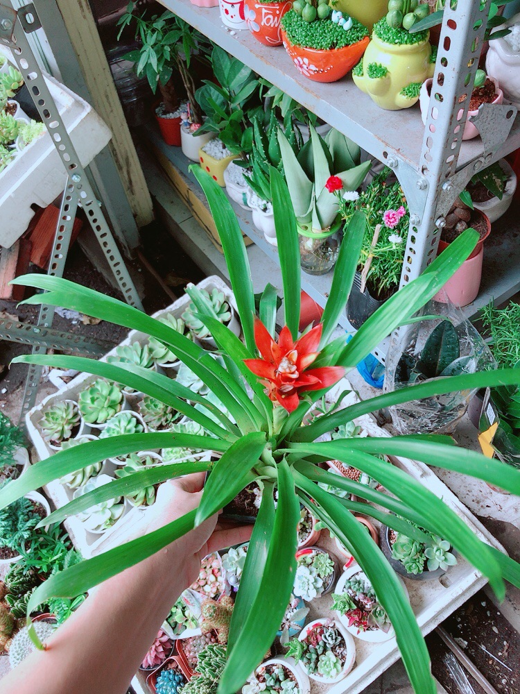 Phong Lộc Hoa