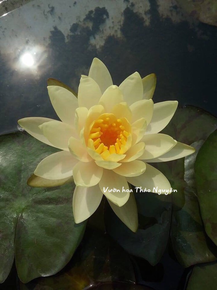 [RẺ VÔ ĐỊCH] Cây hoa súng Thái Lan màu vàng trắng Đ-03